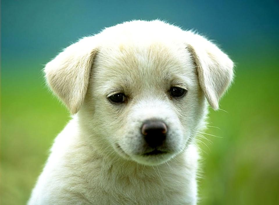 adorable cute golden retriever puppy