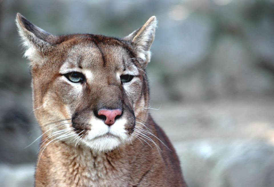 Attack of the Big Cats