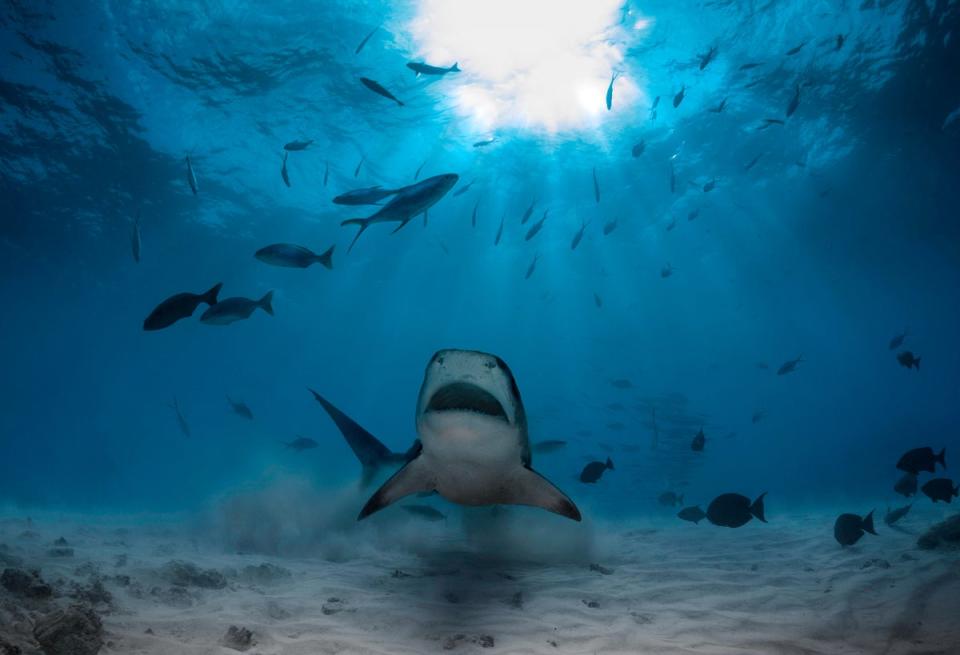 A tiger shark pictured underwater (Getty Images/iStockphoto)