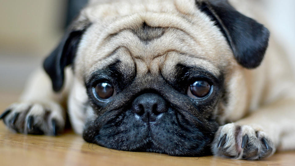 Pug dog