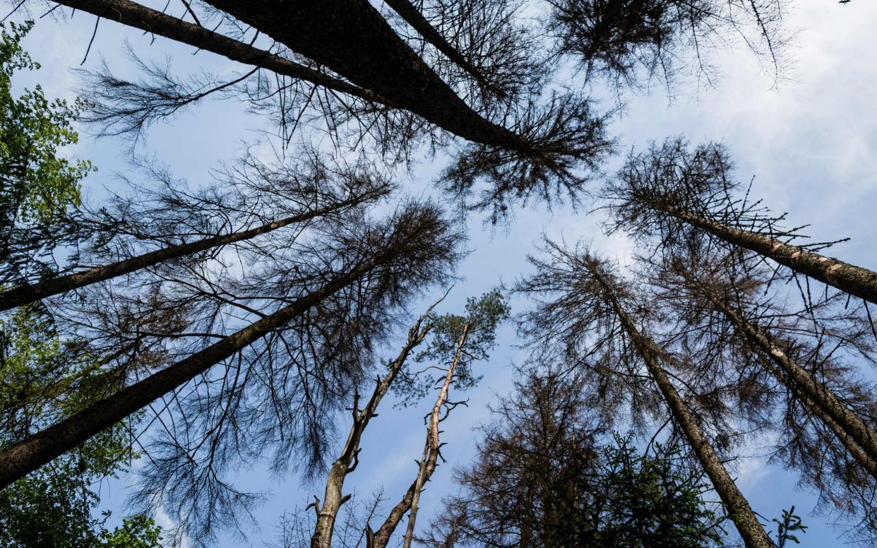 Dried out spruce trees in primaval parts of Bialowieza Forest - AFP