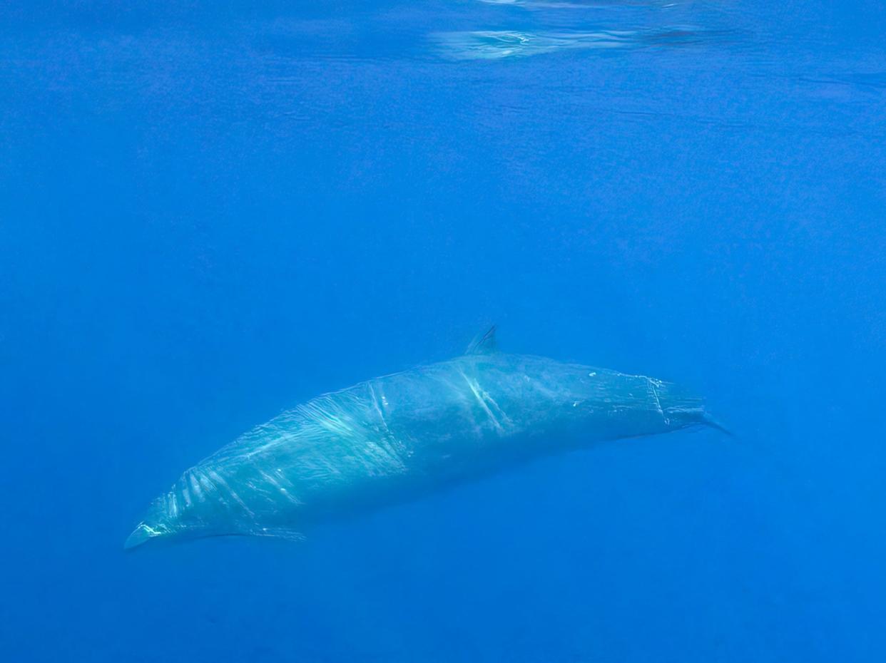Researchers believe they have found a previously unknown species of beaked whale in waters off Mexico's western coast (Reuters)