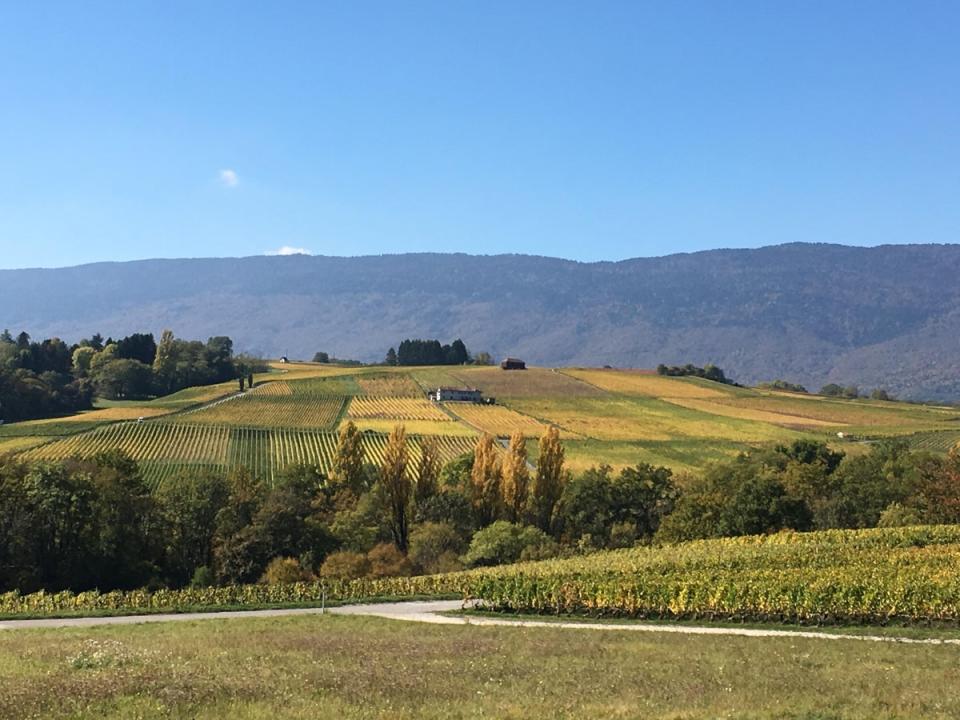 Dardagny is Switzerland’s third-largest wine producing canton (Domaines Les Hutins)