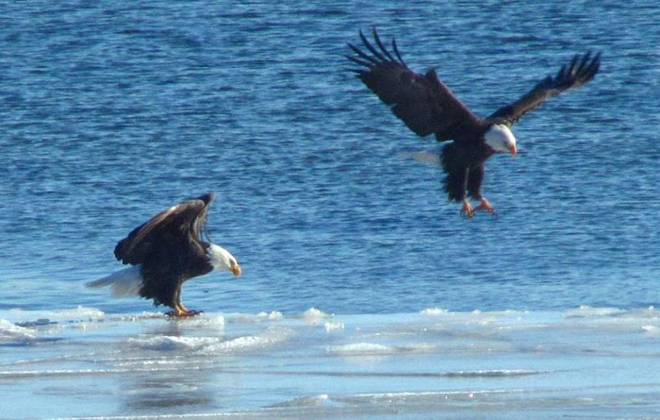 A pair of American bald eagles off Appletree Point in Burlington, Vermont. (Courtesy/Jeff Haig)