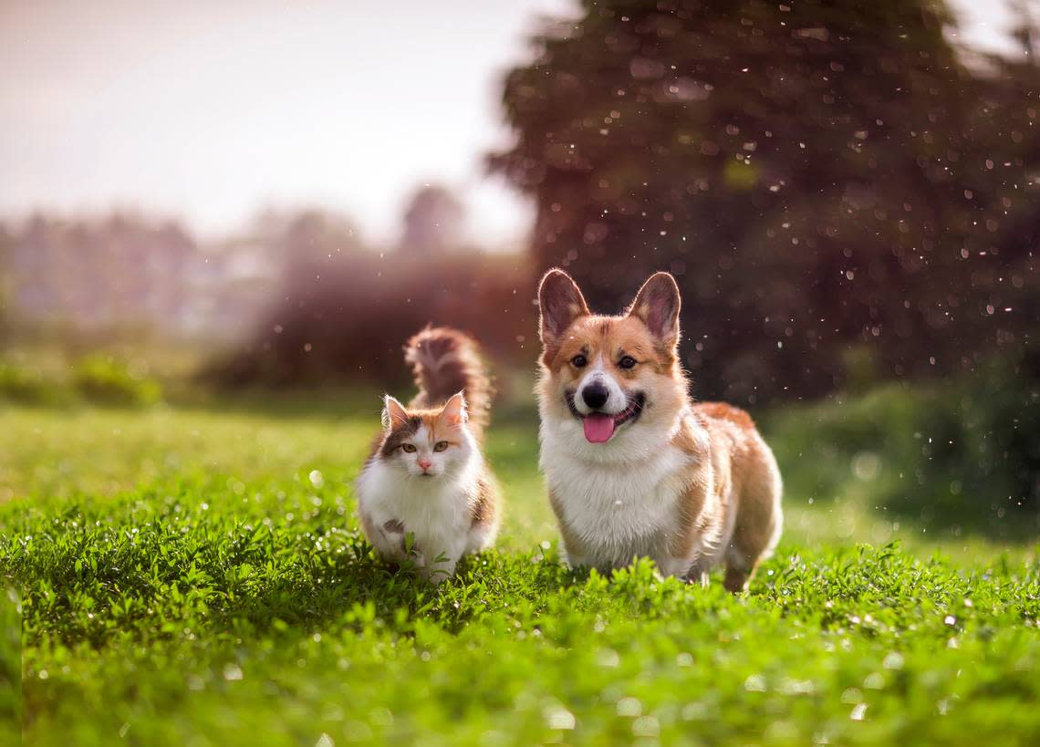 A corgi dog and red cat.