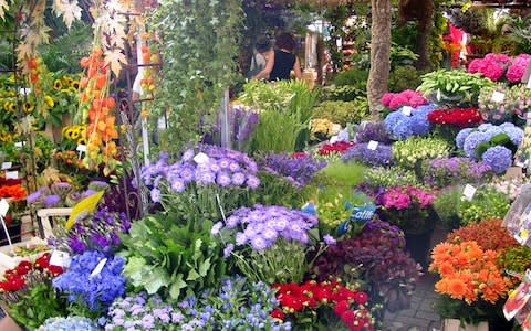 Flower Market, Amsterdam