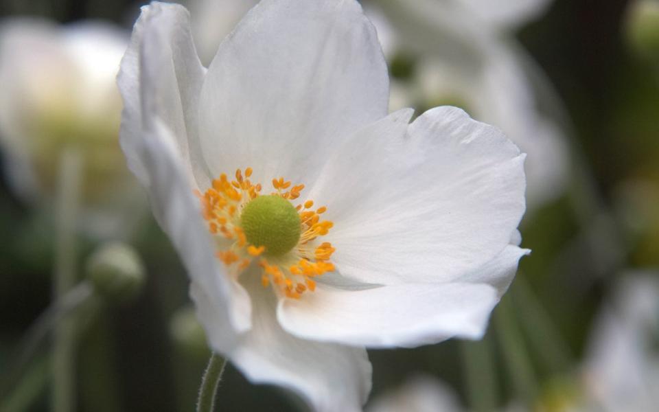 Anemone x hybrida ‘Honorine Jobert’ AGM - GAP Photos/Martin Hughes-Jones