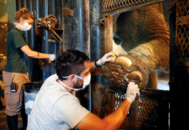 Veterinarian disinfects the foot of 54-year-old Asian elephant Mara in her enclosure at the former city zoo now known as Ecopark in Buenos Aires