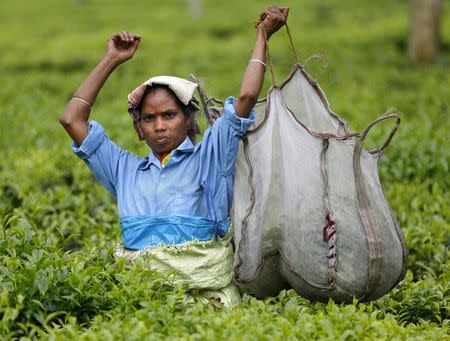 A tea garden worker lifts a bag with plucked tea leaves inside Aideobarie Tea Estate in Jorhat in Assam, India, April 21, 2015. REUTERS/Ahmad Masood