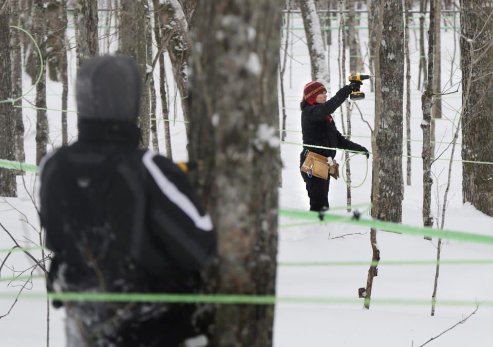 In this photo made Friday, March 21, 2014, Leah Moffitt, right, and Roger Socabasin drill holes while tapping maple trees on land owned by the Passamaquoddy tribe near Jackman, Maine. The impoverished tribe hopes to become one of the biggest maple syrup operations in the state. (AP Photo/Robert F. Bukaty)