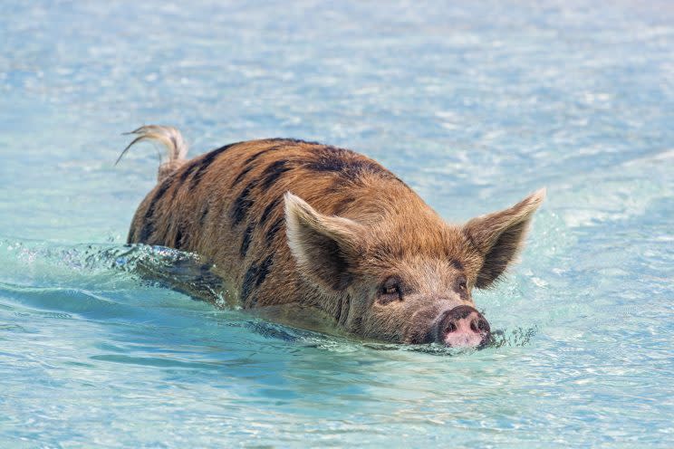 Photographer catches pictures of the 'swimming pigs of the Bahamas' taking a dip