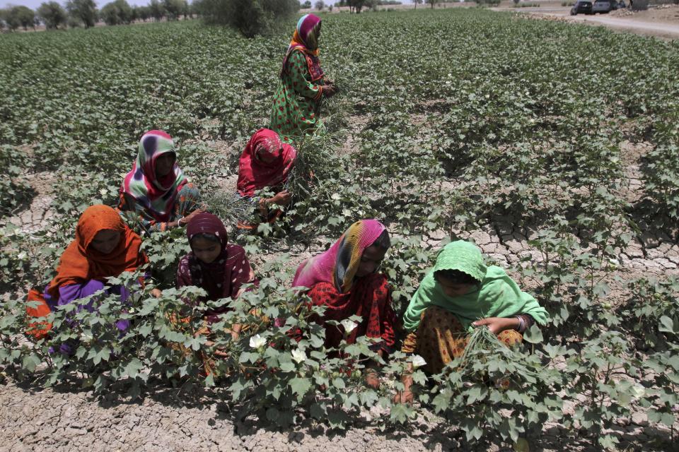 Villager women work in a recently grown cotton field in Fazalpur area, which was badly affected by last year's floods, in Rajanpur, a district of Pakistan's Punjab province, Sunday, May 21, 2023. In Punjab, farms got a lucky break as the water enriched once-dry lands during the floods last year. (AP Photo/Asim Tanveer)