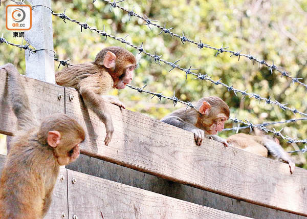 猴子不時在棘線之間攀爬，很容易受傷。（馬竟峯攝）