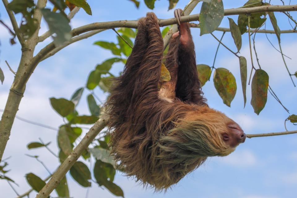 sloth hanging upside down on branch