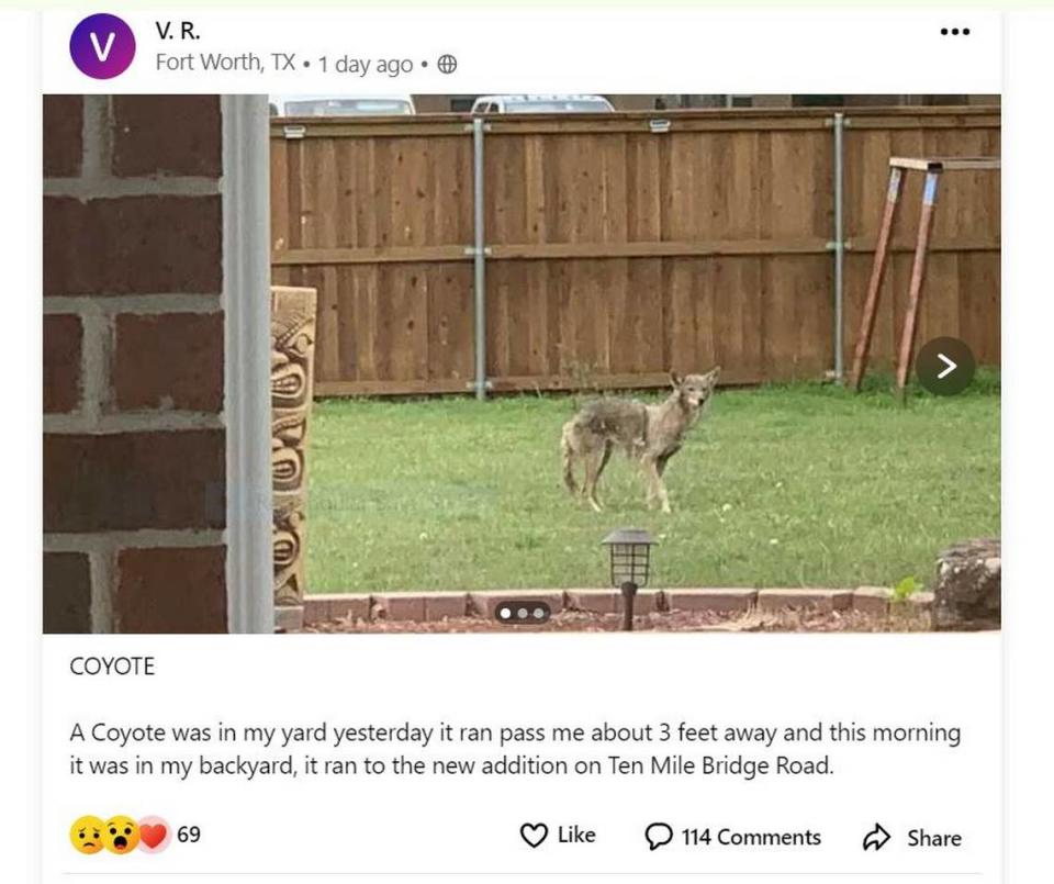 A coyote spotted in a Fort Worth backyard ended up in a post on Nextdoor.