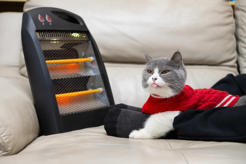 不少貓狗喜歡窩在電暖器前，但長時間、近距離都可能造成毛孩低溫燙傷，不可不慎。（圖片來元：Getty Images）