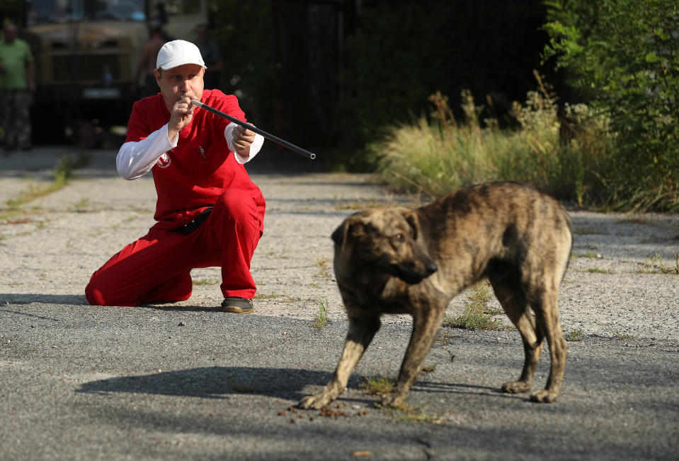 <p>Pavel “Pasho” Burkatsky, a professional dog catcher from Kiev, takes aim with a blow gun to shoot a tranquilizer dart at a stray dog in the exclusion zone around the Chernobyl nuclear power plant on Aug. 19, 2017, near Chernobyl, Ukraine. Burkatsky was taking part in the Dogs of Chernobyl project launched by the Clean Futures Fund, a U.S.-based charity that pursues humanitarian projects at Chernobyl. (Photo: Sean Gallup/Getty Images) </p>