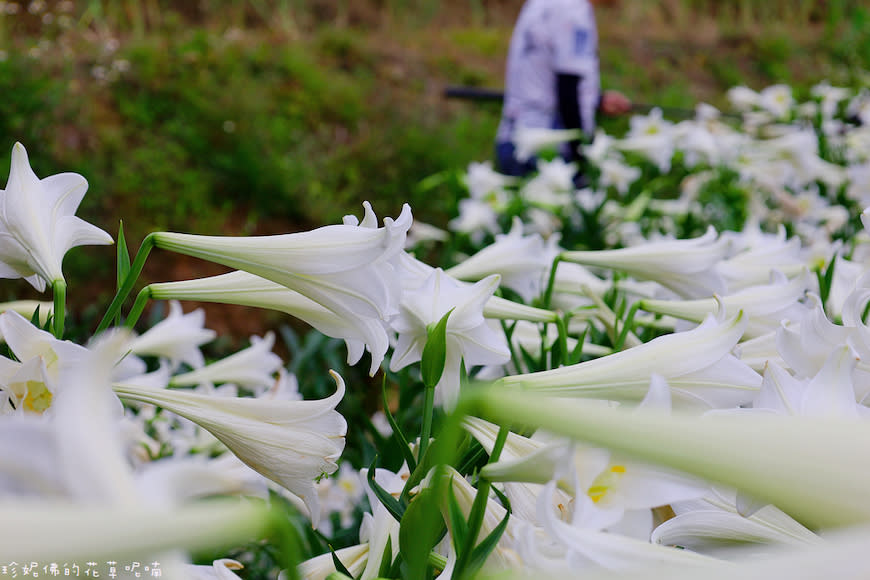 新北淡水｜奎柔山路百合花園