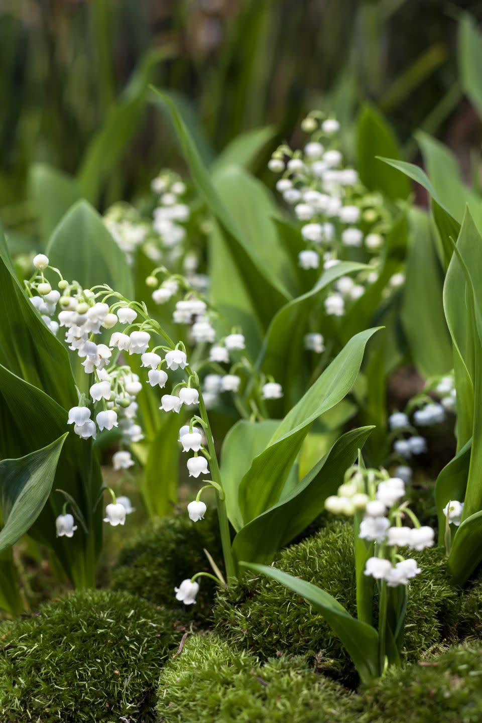 Spring Flower: Lily of the Valley