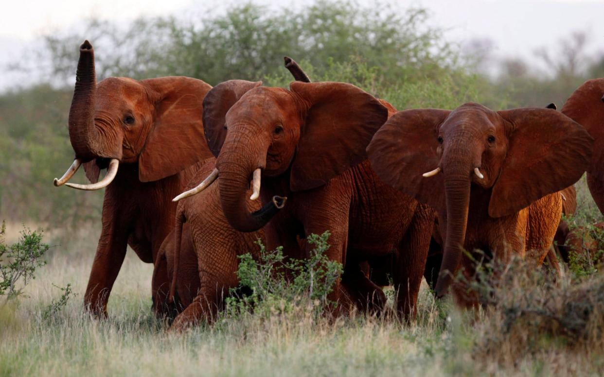 Ellen DeGeneres has hit out at Donald Trump's decision to reverse the ban on elephant trophy imports  - AP