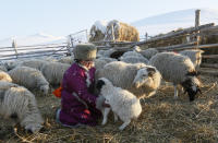 <p>Tanzurun Darisyu, head of a private Tuvan farm located in the Kara-Charyaa area south of Kyzyl town, the administrative center of the Republic of Tuva (Tyva region), holds a lamb in southern Siberia, Russia, on Feb. 14, 2018. (Photo: Ilya Naymushin/Reuters) </p>