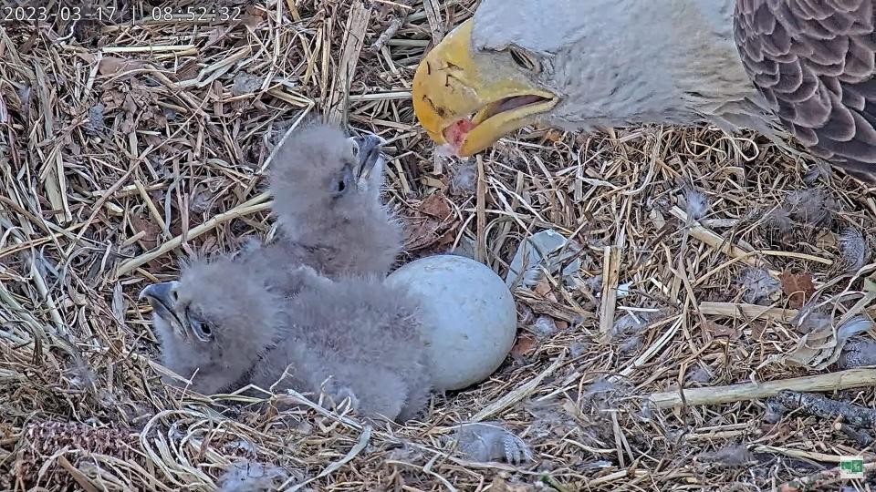 Rosa the eagle feeds fish to her newborn eaglets on March 17, 2023.