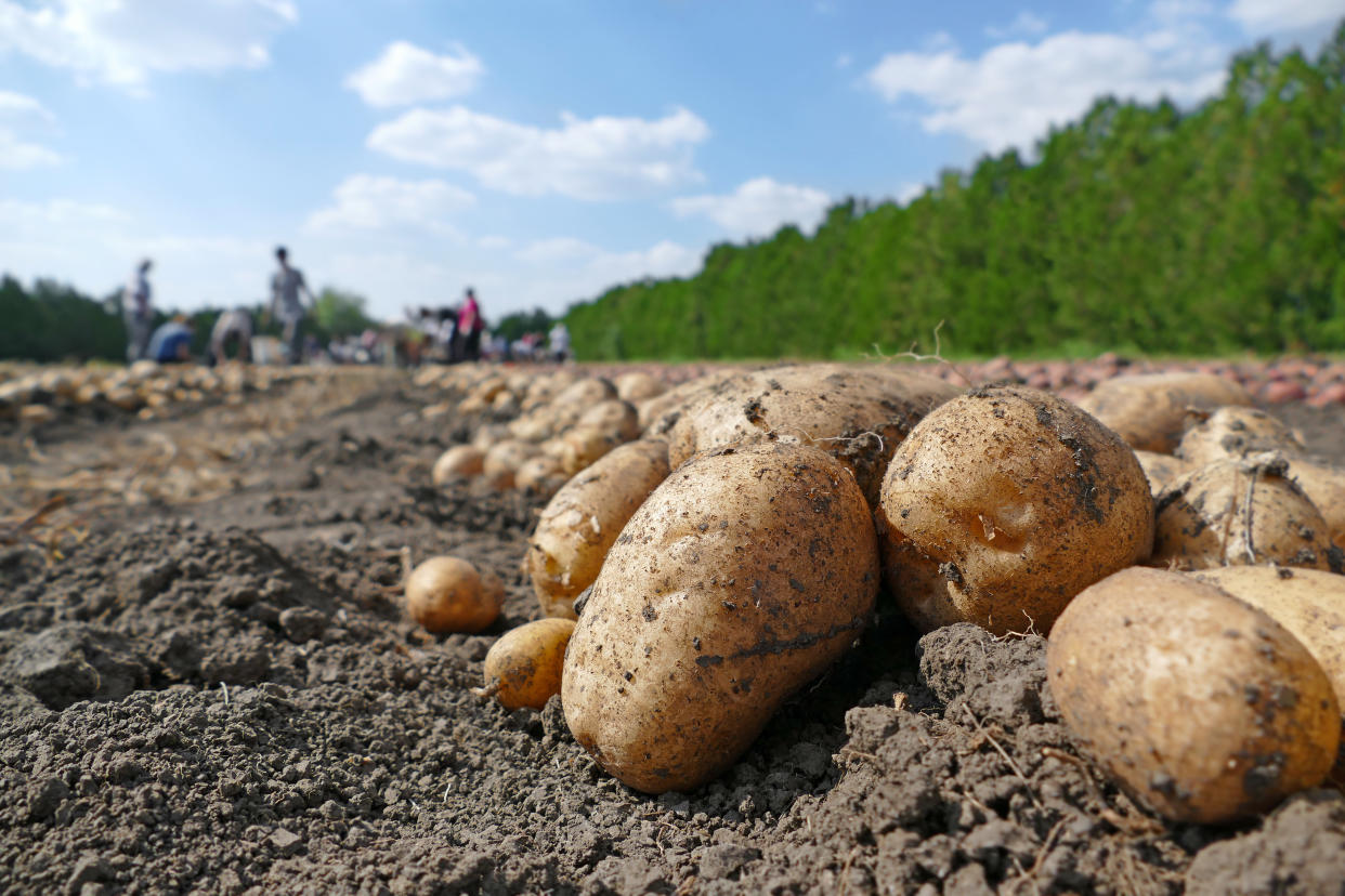 Harvesting potatoes on field, farm workers picking and transporting to the warehouse