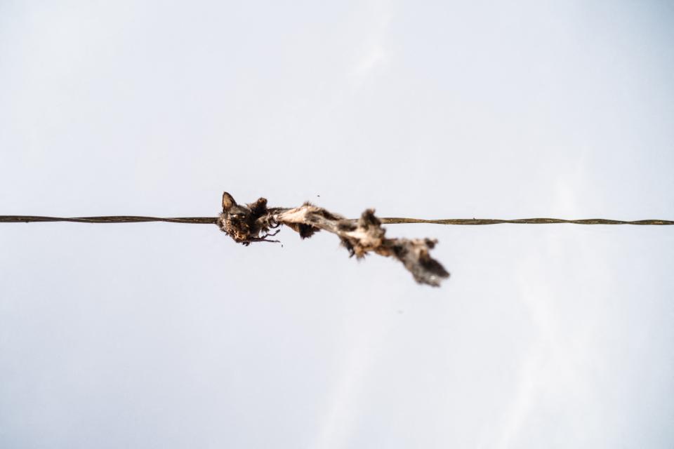 <p>Durante el día llevan una vida normal, yendo a la escuela y cenando con sus familias, pero en cuanto cae la noche se escabullen de sus hogares en busca de los gatos.(Photo by FLORENT VERGNES/AFP via Getty Images)</p> 