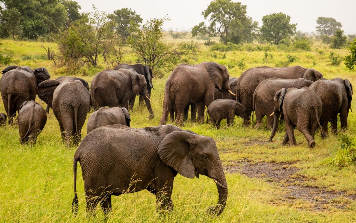 Elephants at the Kruger National Park in South Africa