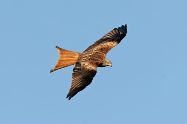 Mai 2008  Rotmilan (Milvus milvus)  Red Kite ( Milvus milvus)