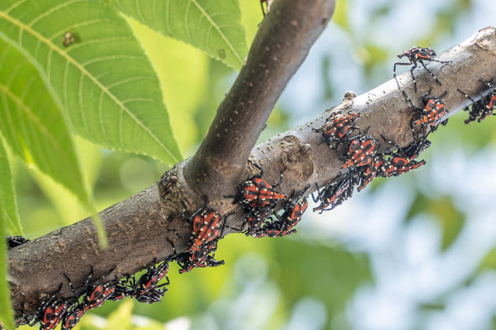 Close-up of Lanternfly red nymph stage, on sumac tree branch, Berks County, Pennsylvania.