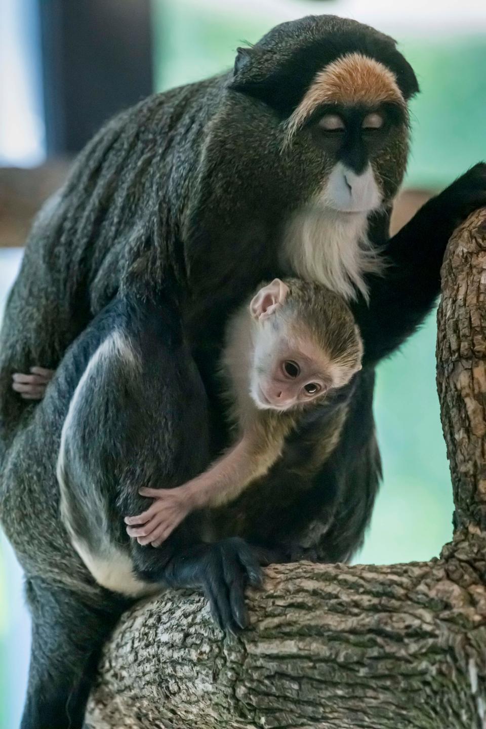 A De Brazza's monkey was born to mom Holly at the Milwaukee County Zoo on June 10.