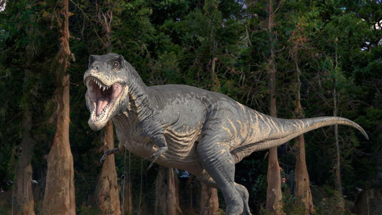 tyrannosaurus rex dinosaur, illustration