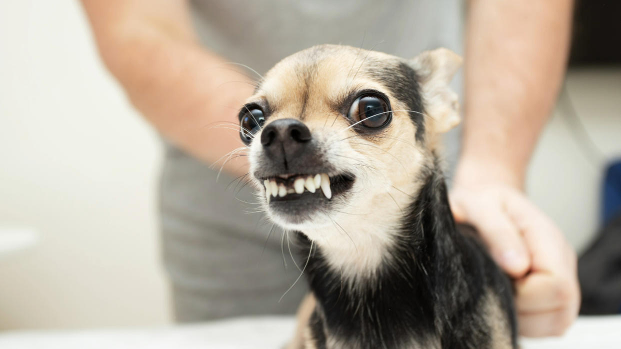  Dog growling as a person tries to stroke him. 