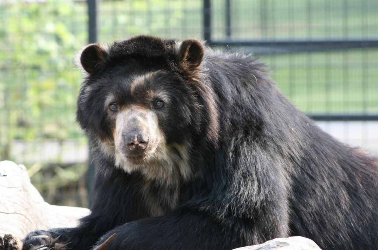 Boo Boo the bear at Rolling Hills Zoo.