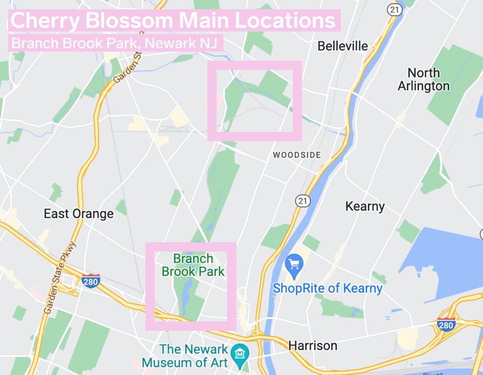 On a Google Maps screenshot of Newark's North Ward, pink rectangles indicate the southernmost and northernmost segments of the tall and narrow park that spans from Newark to Belleville. The image reads "Cherry Blossom Main Locations, Branch Brook Park, Newark NJ."