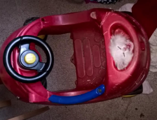 Tiny kitten gets head stuck in toy car