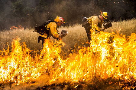 Firefighters work to dig a fire line on the Rocky Fire in Lake County, California July 30, 2015. REUTERS/Max Whittaker