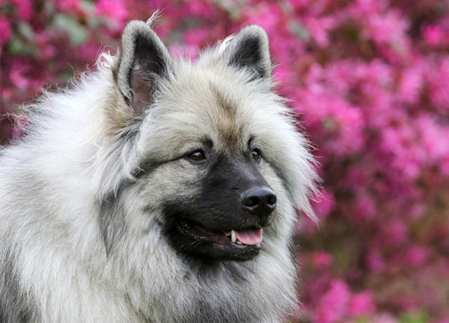 25 Fluffy Dog Breeds That You'll Want to Pet All Day Long - PureWow