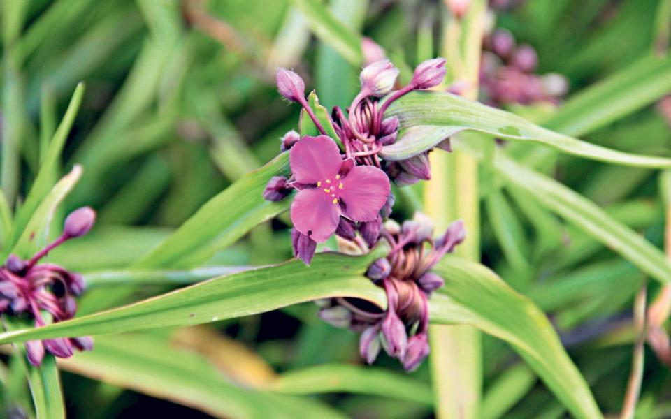 Tradescantia 'Concord Grape' - Plant Heritage