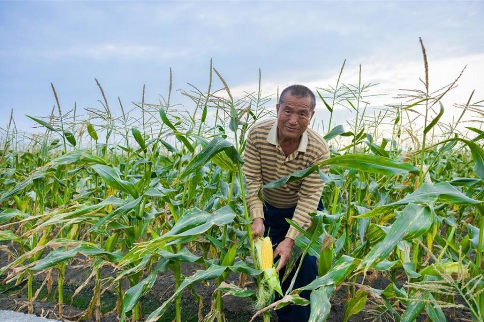 統一超商綠色煉金術打造永續農場，黃金甜玉米為第二波永續農作。圖／統一超提供