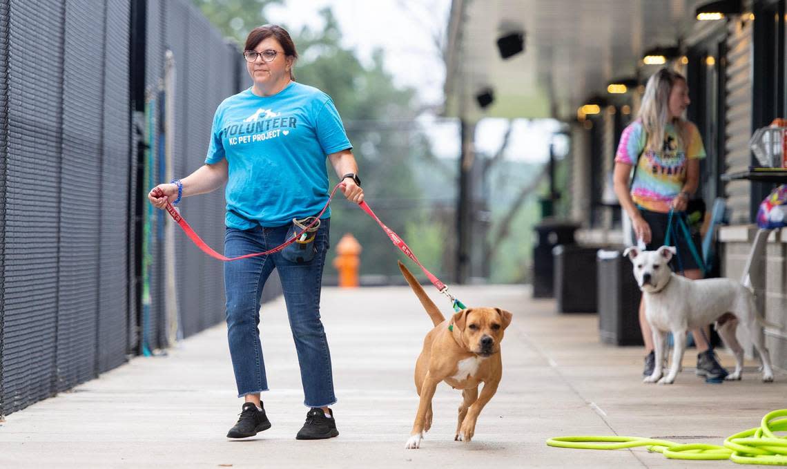 Nicole Pfaff, a volunteer, leads a dog to an outdoor play area at KC Pet Project
