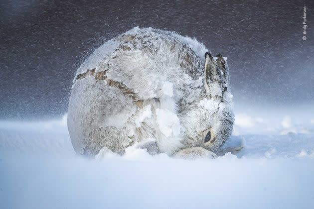 Andy Parkinson, Wildlife Photographer of the Year