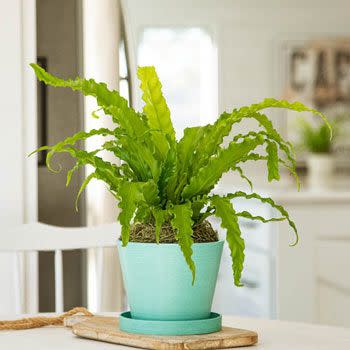 Bird's Nest Fern