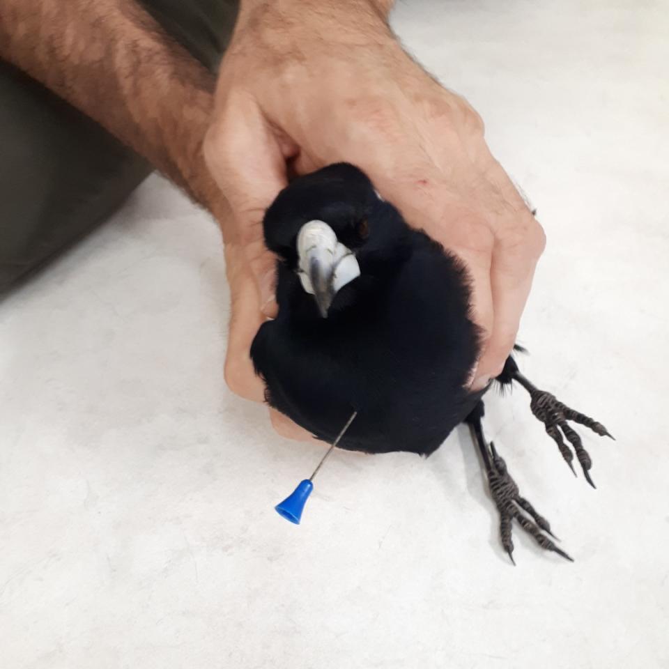 The magpie was found in suburban Perth and taken to the vet by a couple. Source: Facebook/RSPCA WA