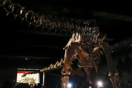 The skeleton cast of a titanosaur is seen during a media preview at the American Museum of Natural History in New York January 14, 2016. REUTERS/Shannon Stapleton