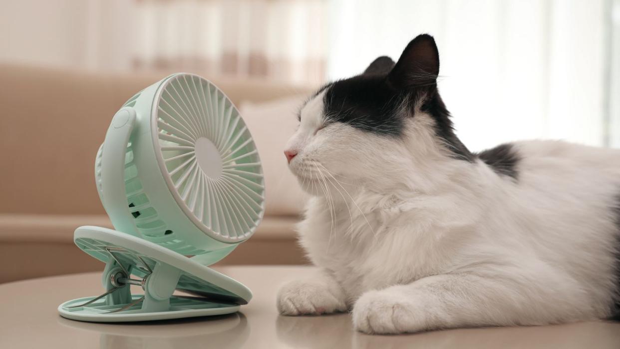 how to keep cats cool