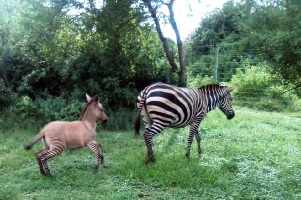 <p>根據CNN報導，肯亞休魯山國家公園近期發現可愛斑驢 | A zonkey was spotted at the zoo in Kenya (Courtesy of David Sheldrick Wildlife Trust)</p>
