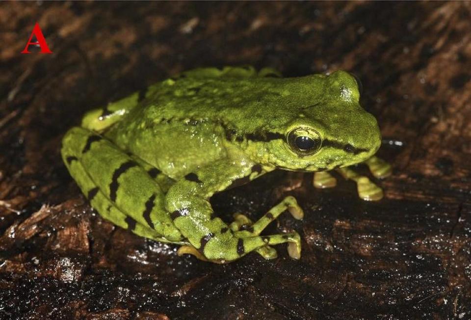 An Amolops yangi, or Yang’s torrent frog.