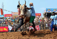 <p>Dorfbewohner im indischen Bundesstaat Tamil Nadu versuchen beim Volksfest „Jallikattu“, einen Bullen zu bezwingen. Die Teilnehmer des jährlichen Spektakels müssen sich so lange wie möglich an den Hörnern des Tieres festhalten. (Bild: AP Photo) </p>